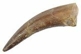 Fossil Plesiosaur (Zarafasaura) Tooth - Morocco #370239-1